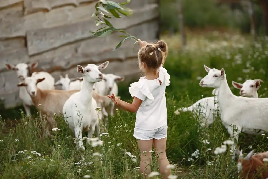 Kinderboerderij in Enschede