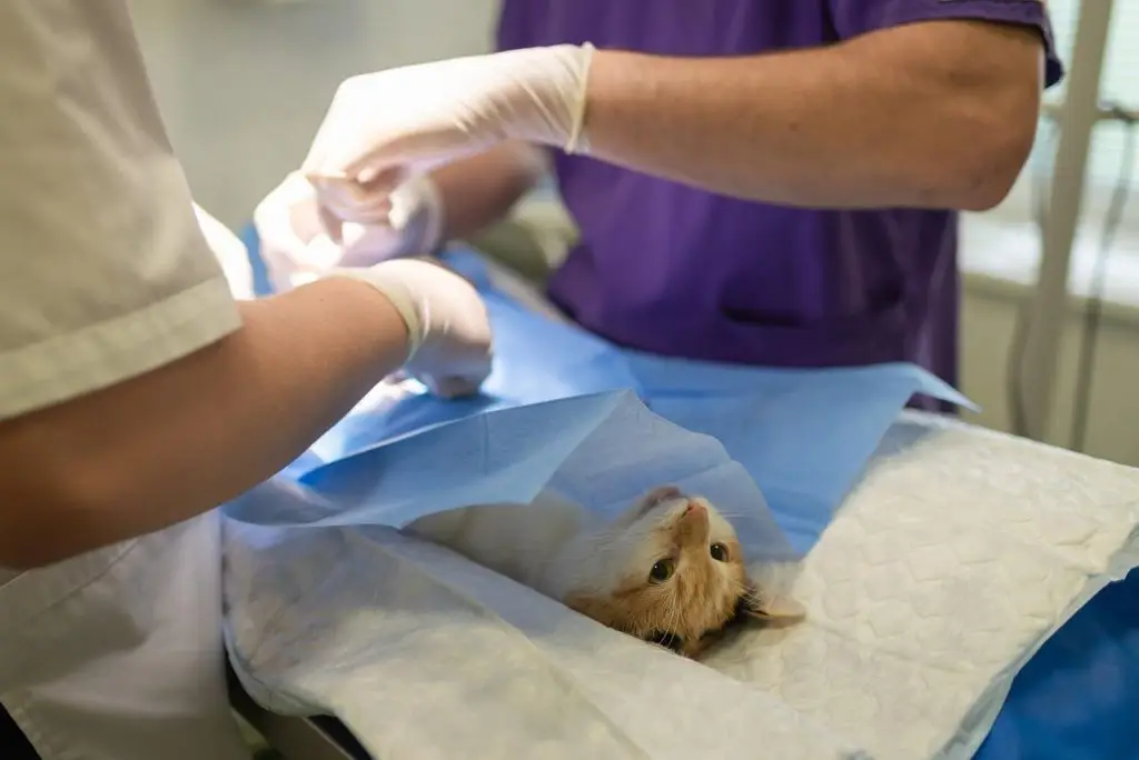 Twee dierenartsen behandelen een oranje-witte kat in Enschede