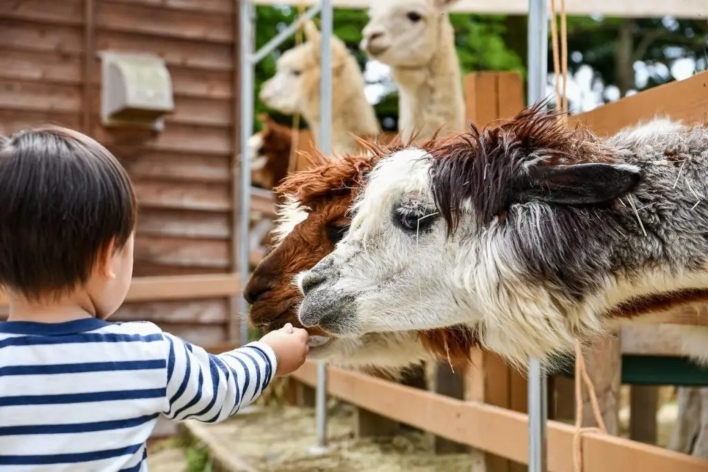 Een jongen voert dieren in de dierentuin in Enschede