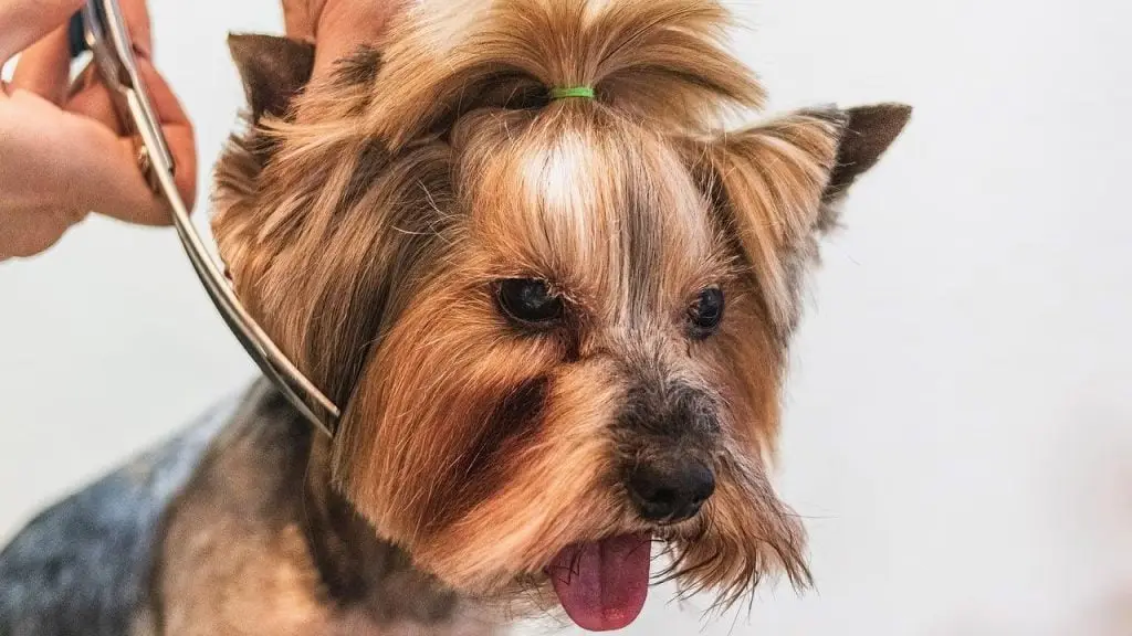 Een hond wordt verzorgd door een trimmer in Enschede