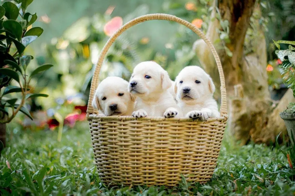 Drie witte puppy's in een mand op het gras in Enschede
