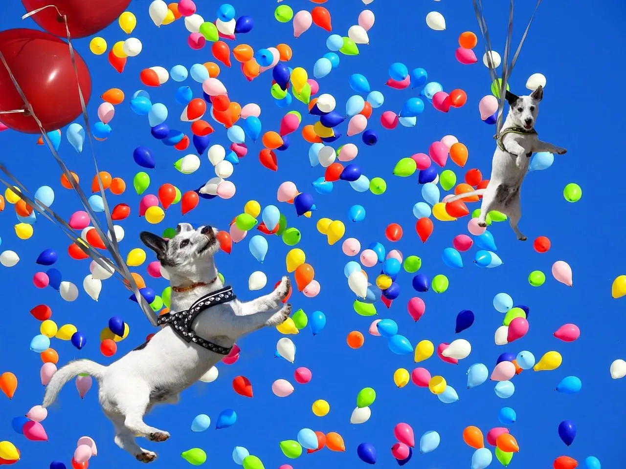 Twee honden die door de lucht vliegen met kleurrijke ballonnen eraan vastgemaakt in Enschede