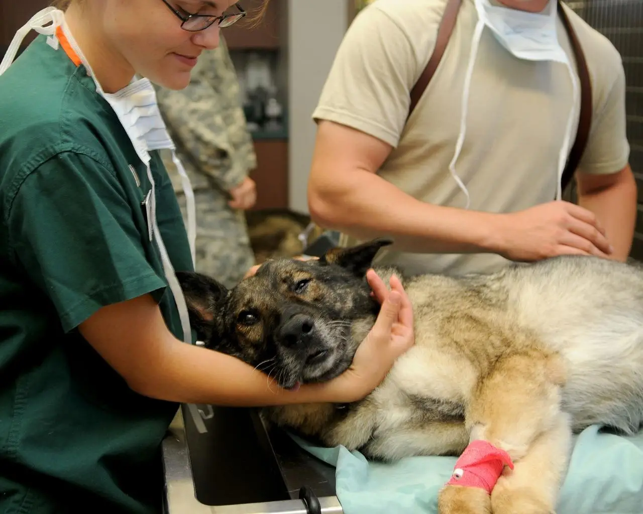 Een vrouw in een groen shirt zorgt voor een hond bij de dierenarts in Enschede