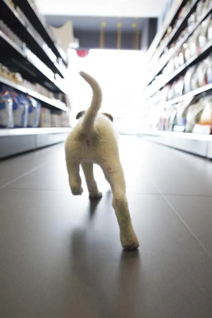 Registreer Een speelse hond die door het gangpad van een winkel rent, vol opwinding en energie in Enschede